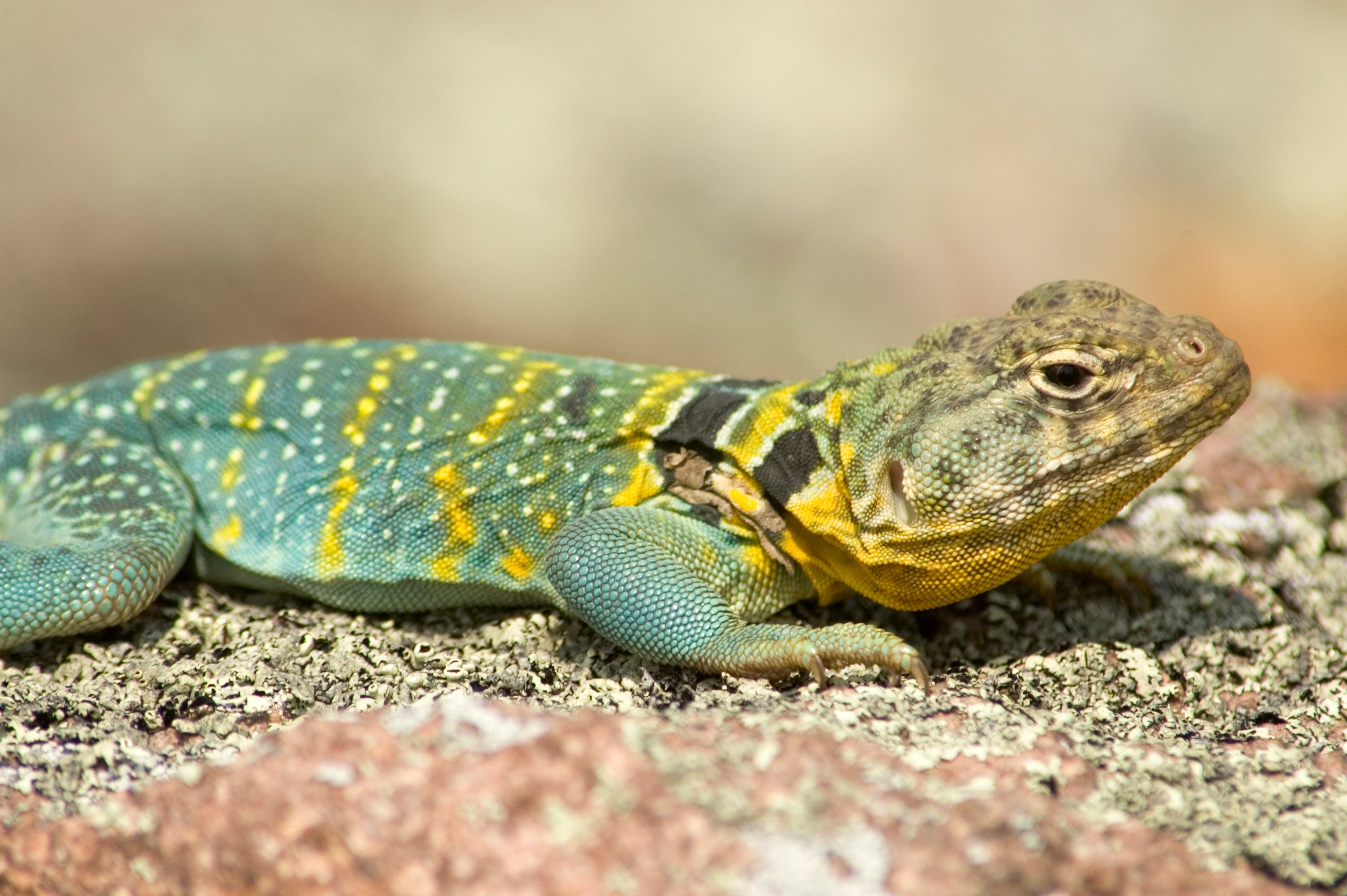 Collared Lizard Wallpapers