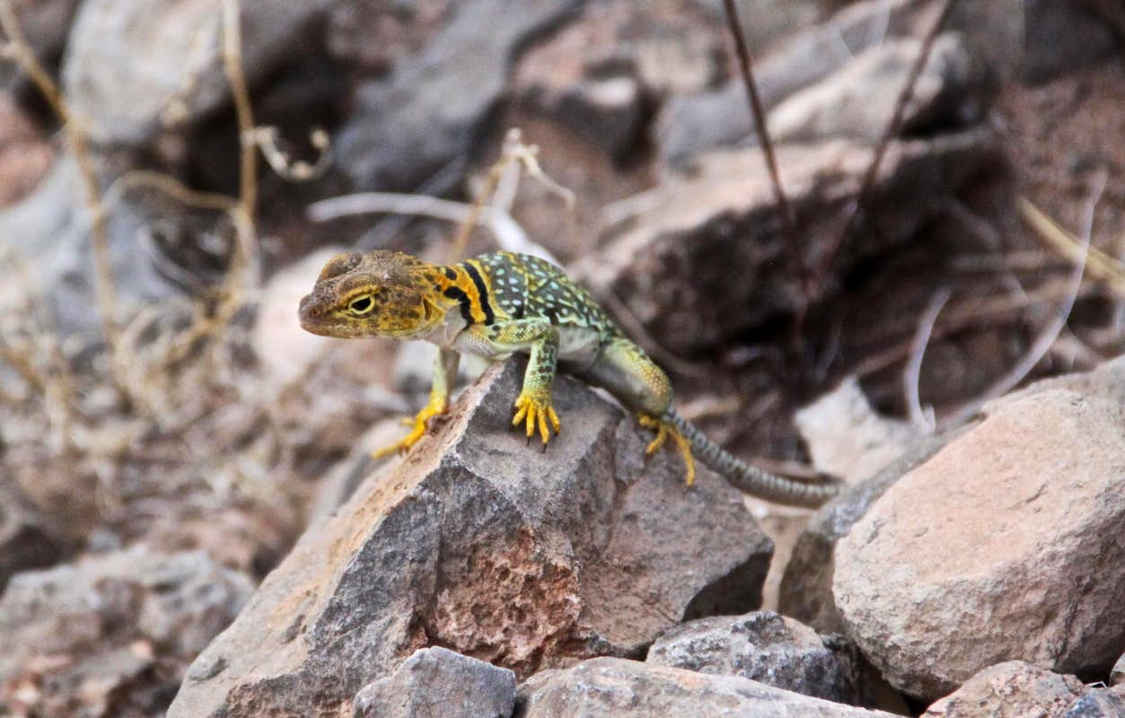 Collared Lizard Wallpapers