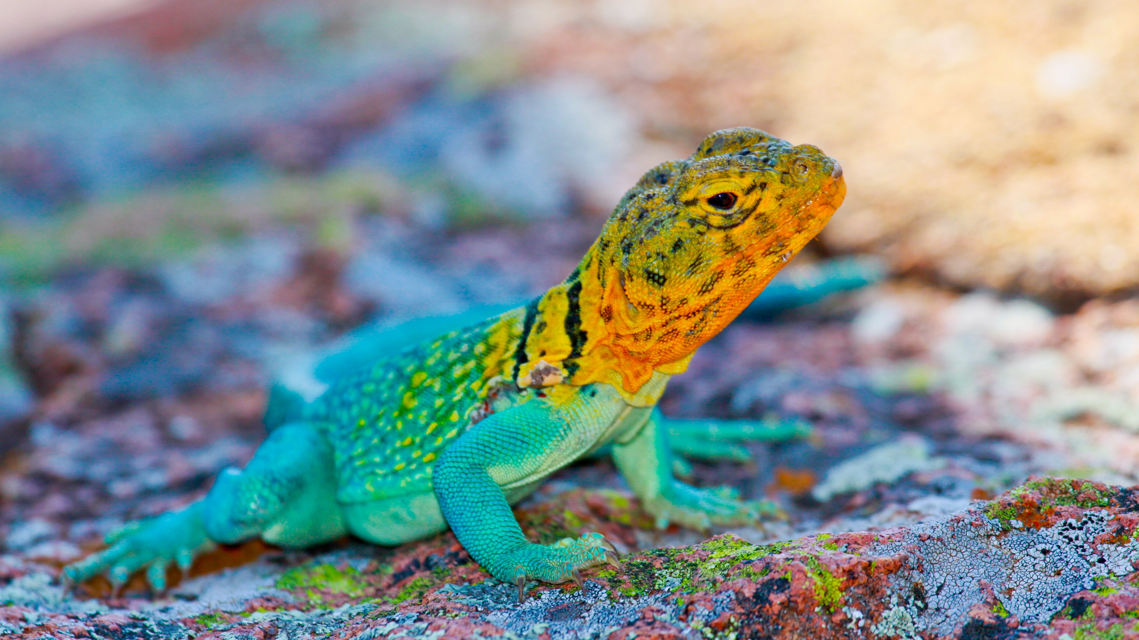 Collared Lizard Wallpapers