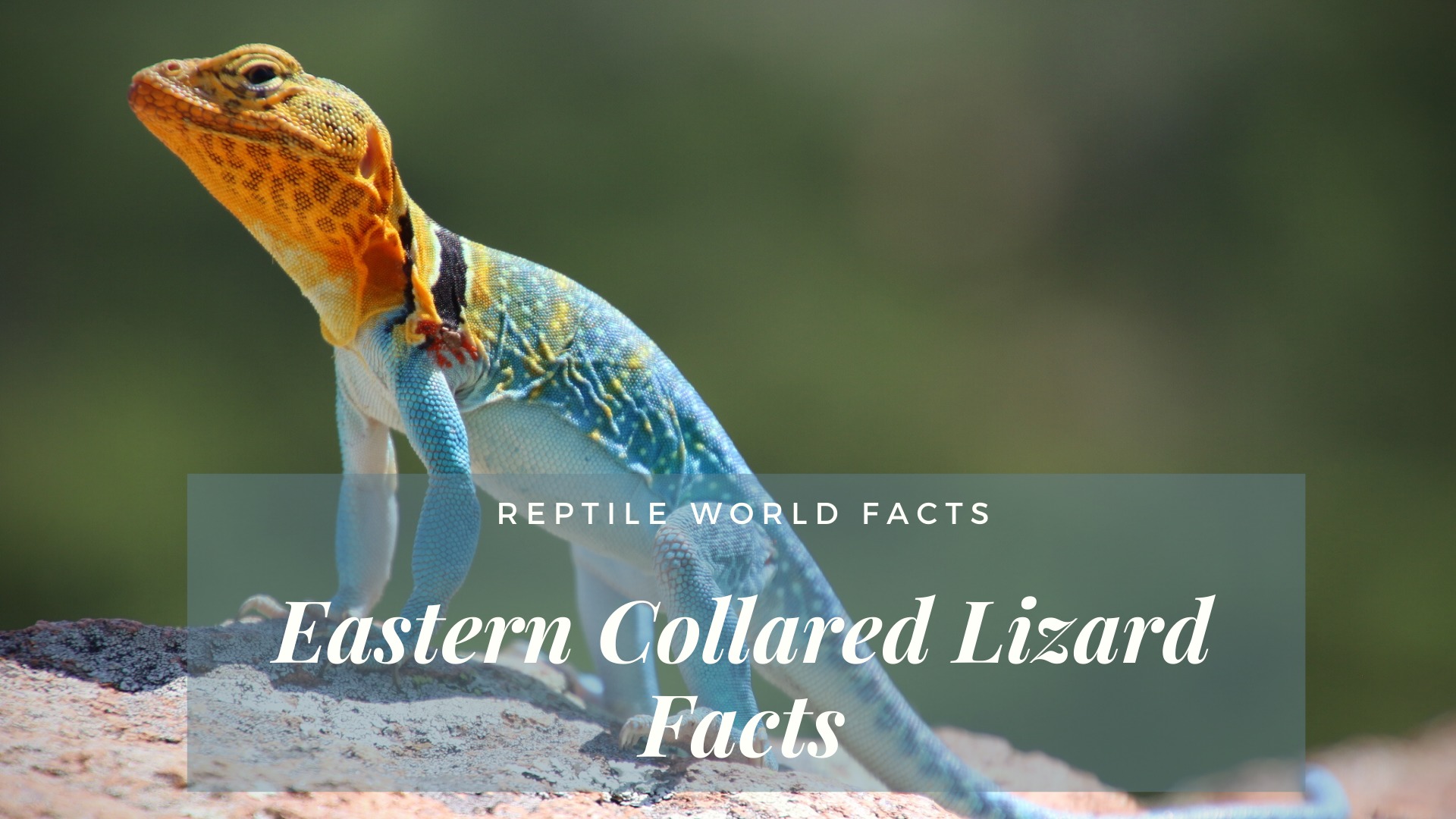 Collared Lizard Wallpapers