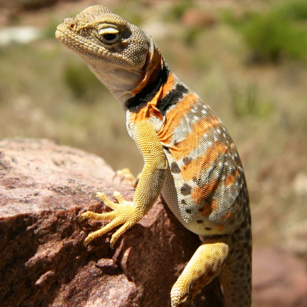 Collared Lizard Wallpapers