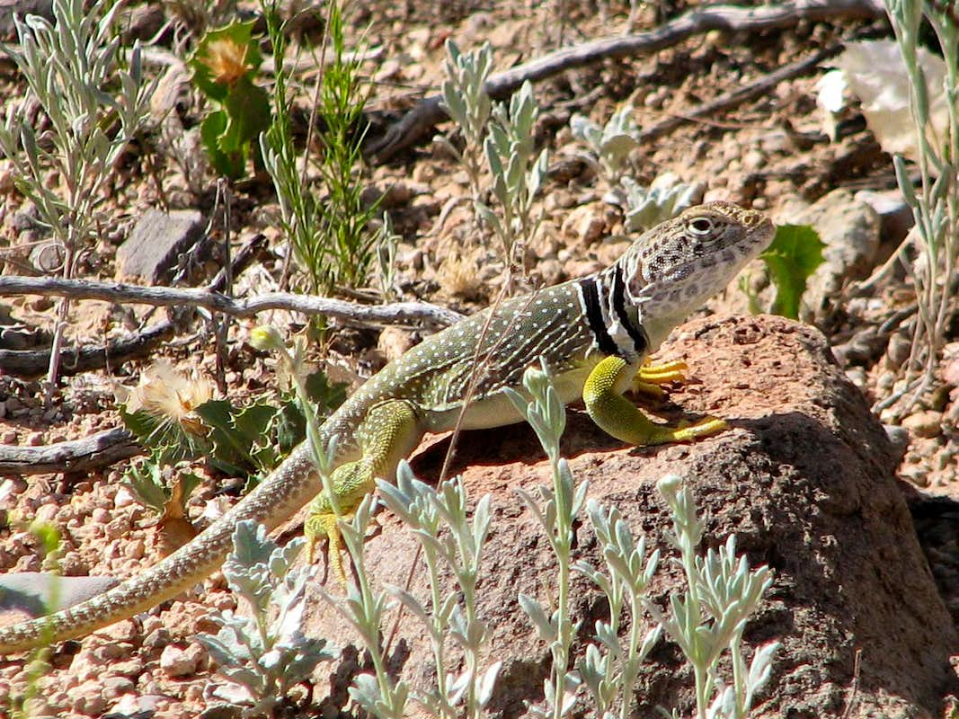 Collared Lizard Wallpapers