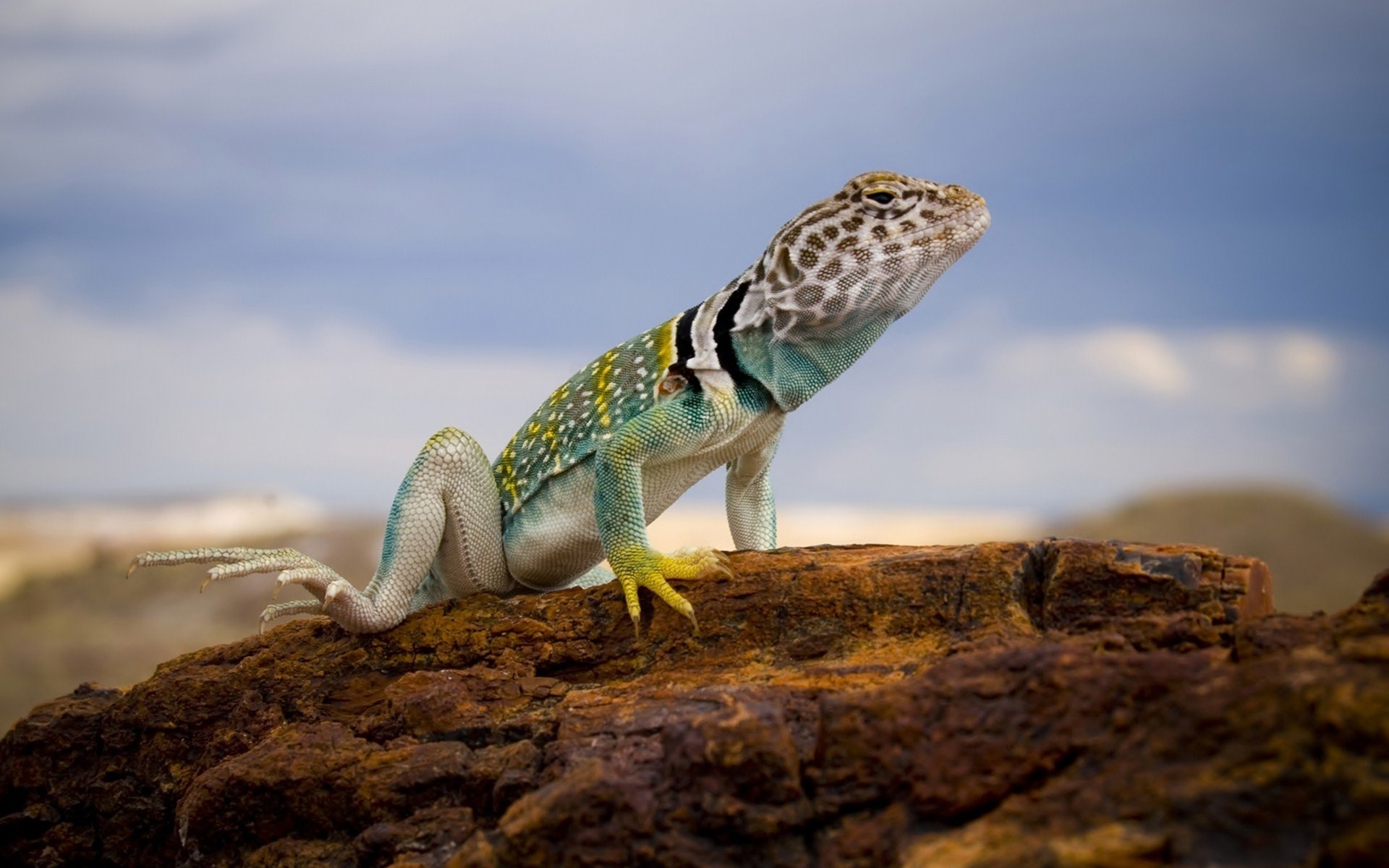 Collared Lizard Wallpapers