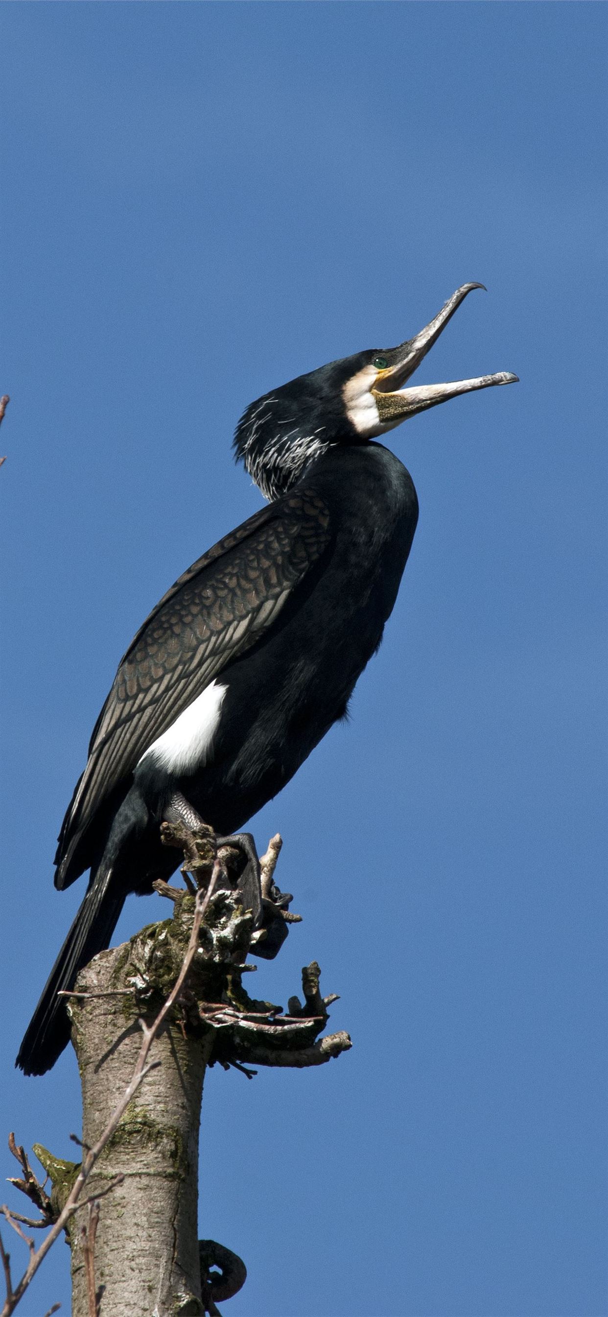 Cormorant Wallpapers