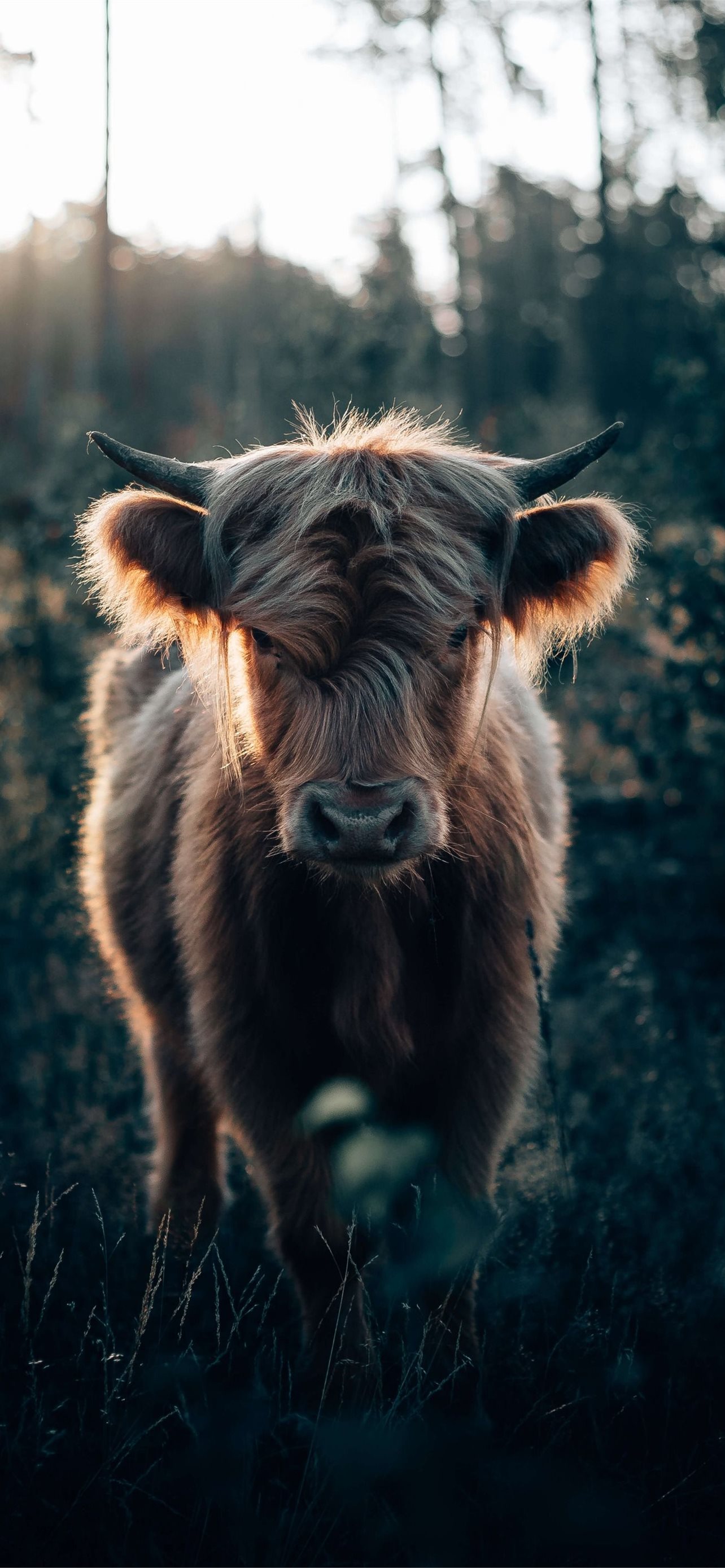 Cow Wallpapers