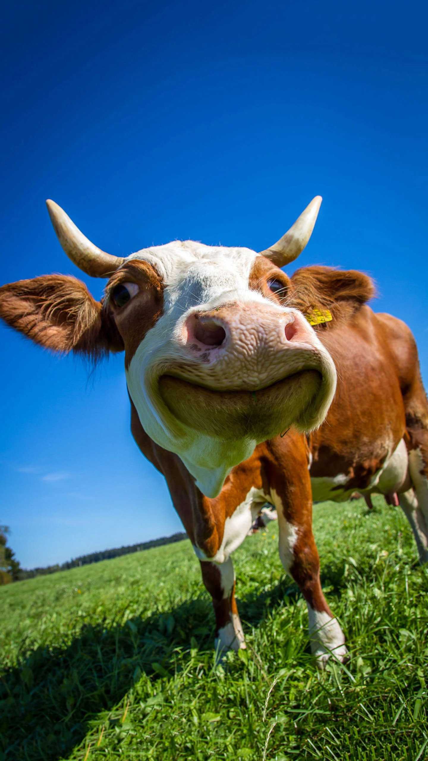 Cow Wallpapers