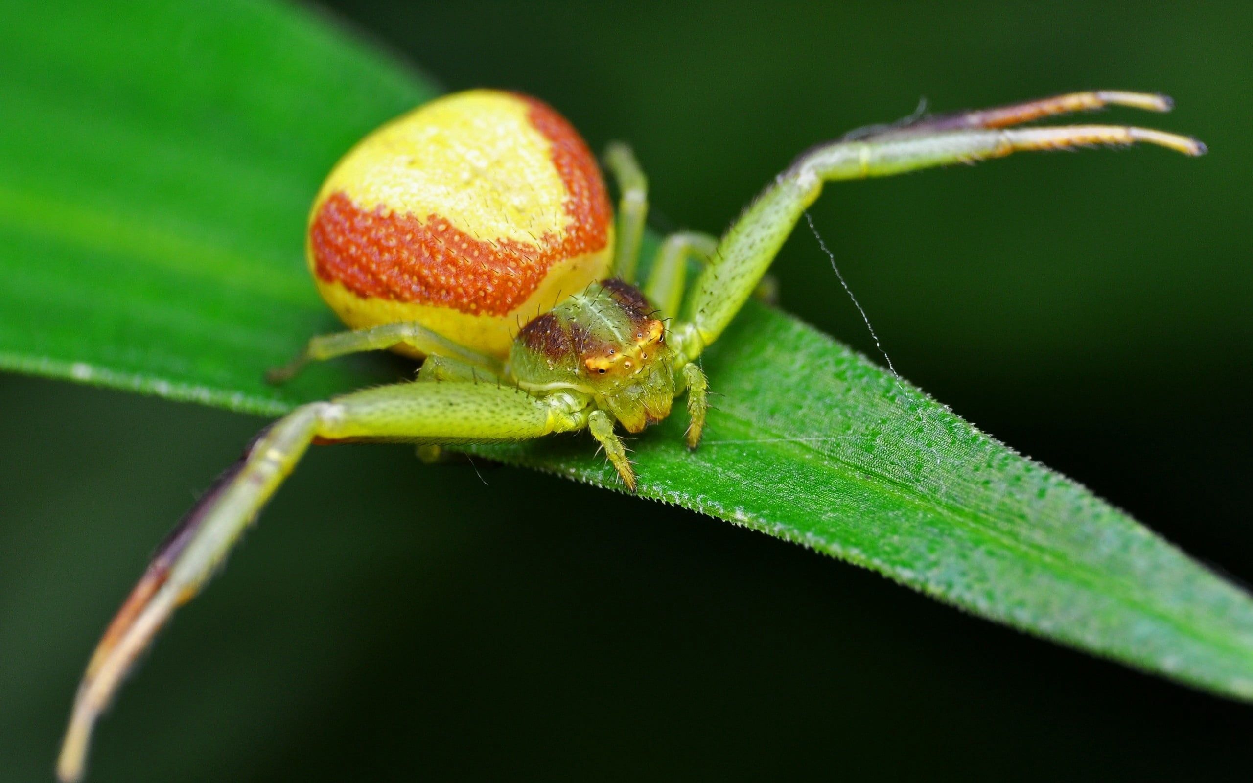 Crab Spiders Wallpapers