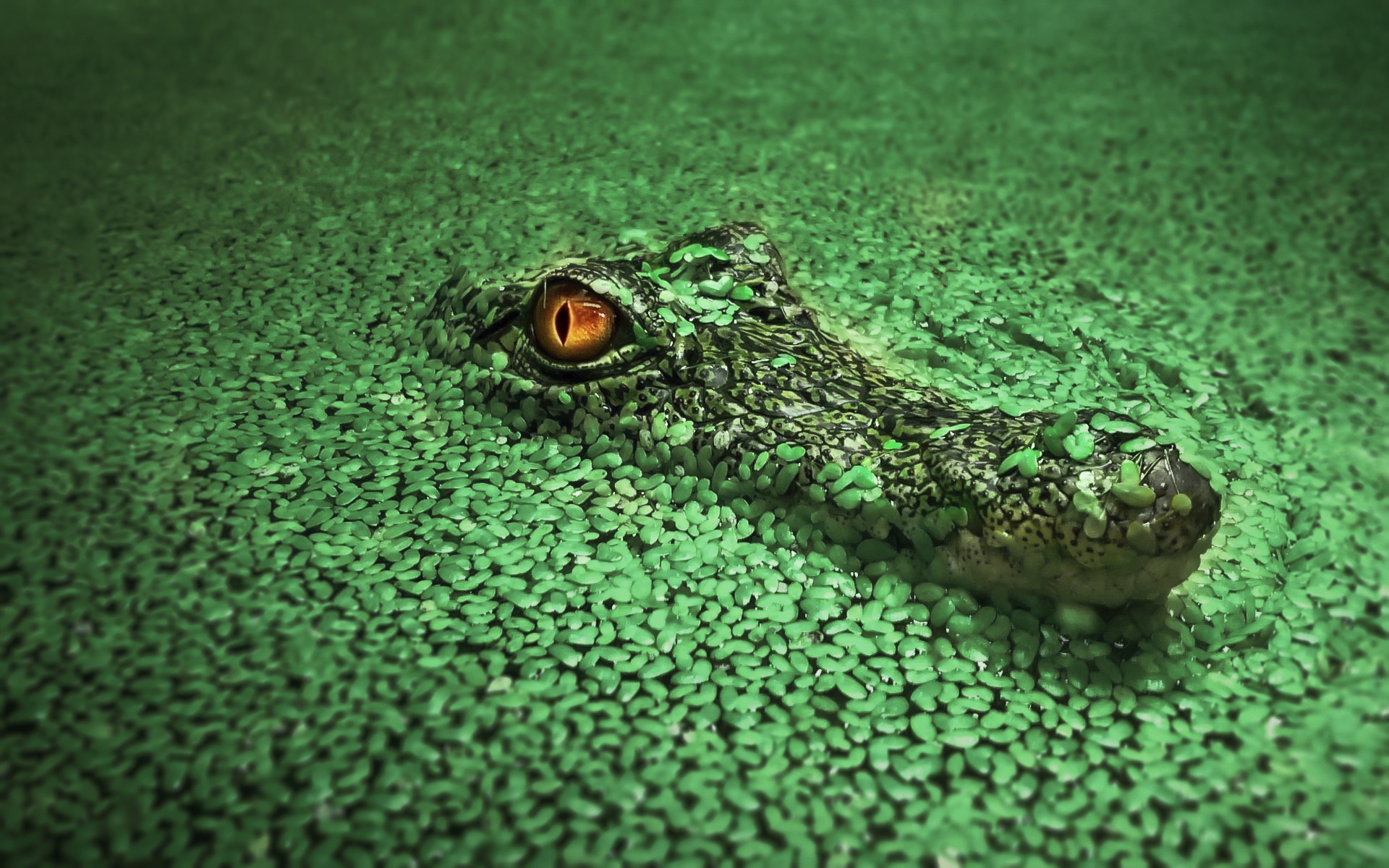 Crocodile Wallpapers