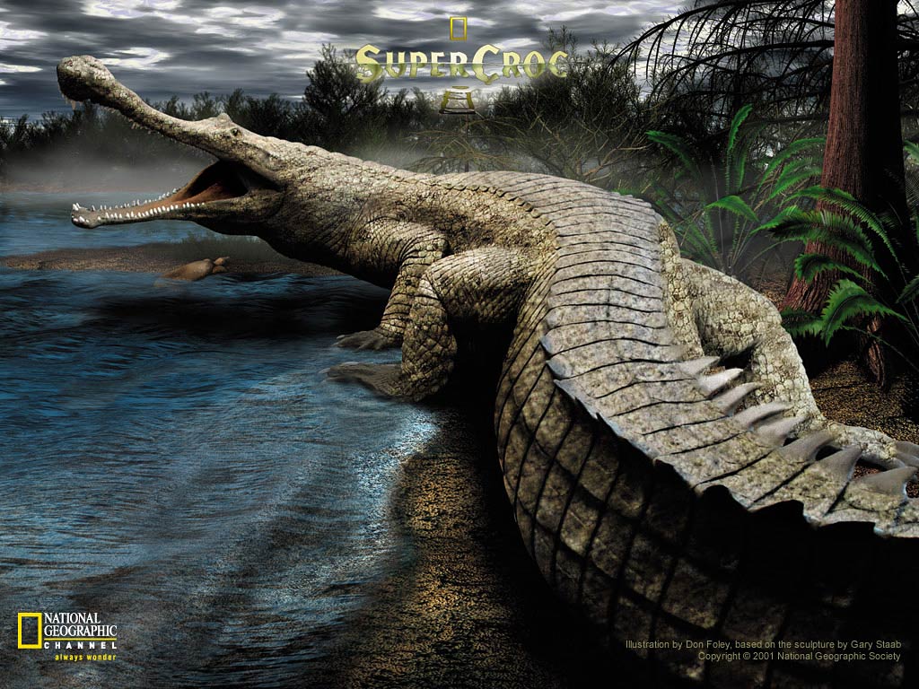 Crocodile Wallpapers