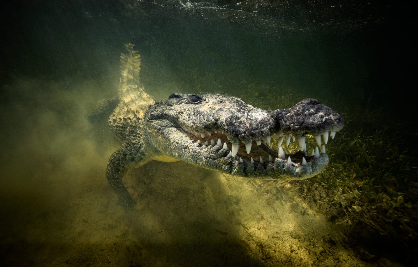 Crocodile Wallpapers