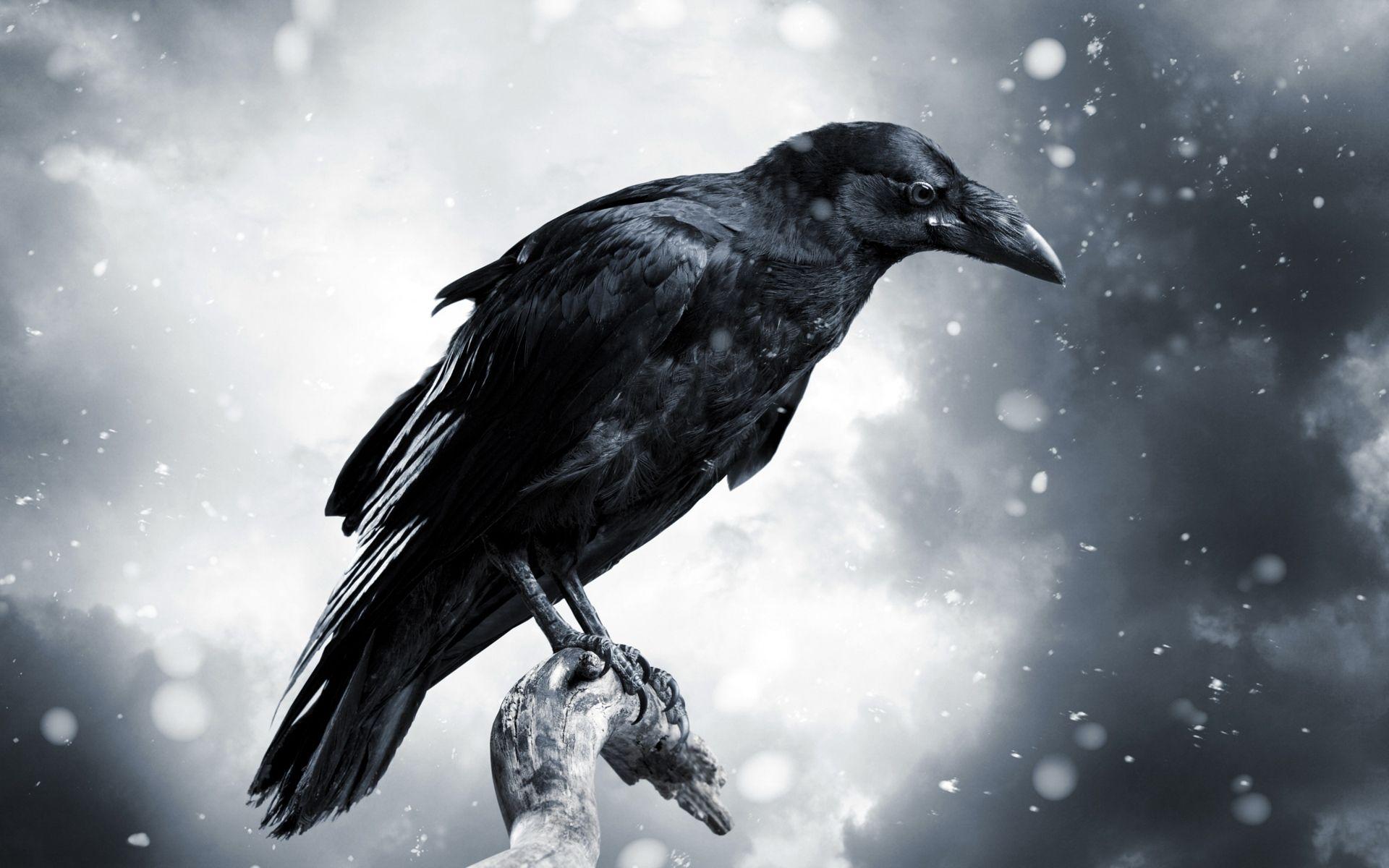 Crow Wallpapers