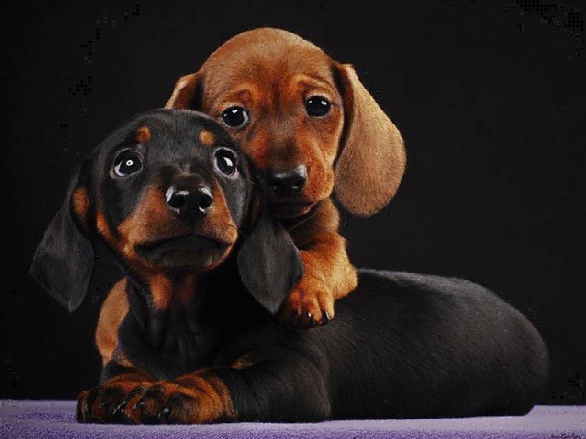 Dachshund Wallpapers