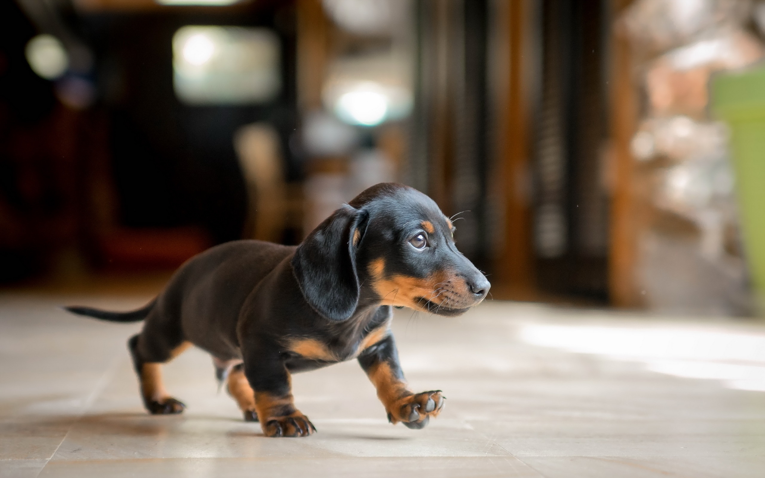 Dachshund Wallpapers