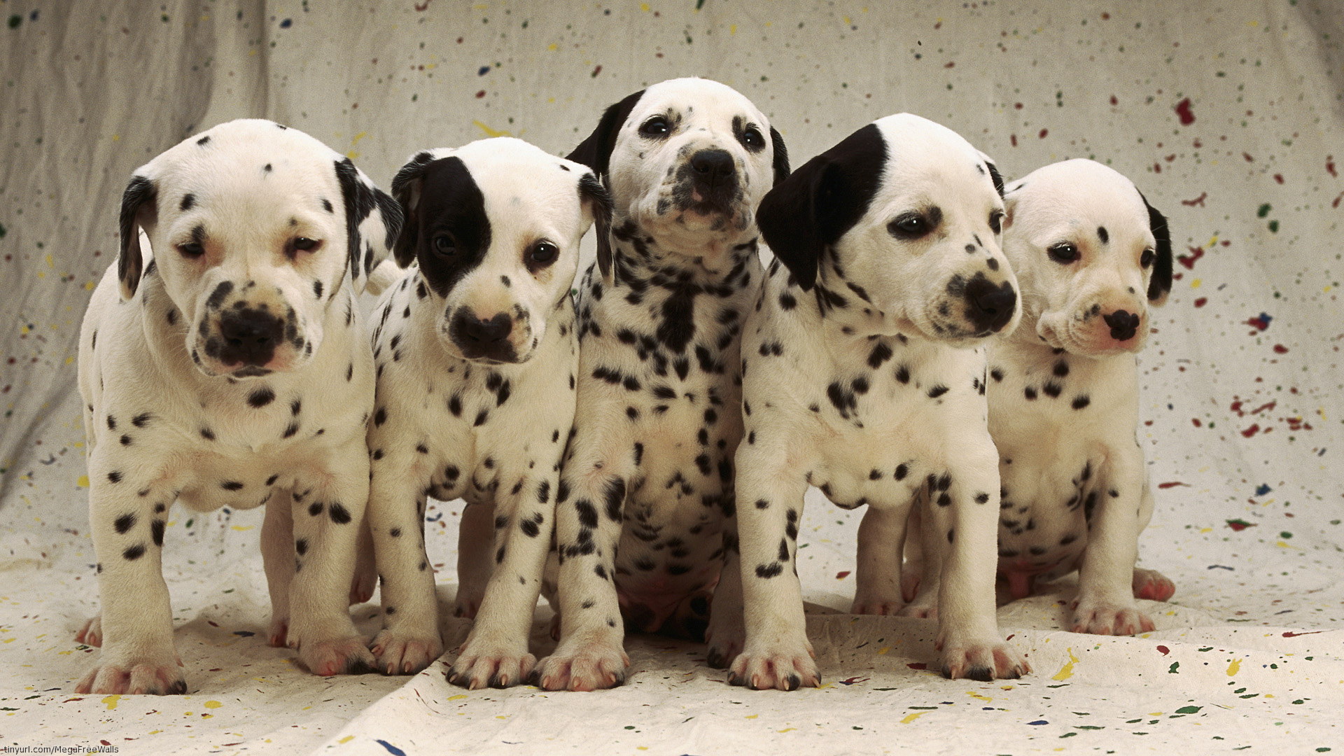 Dalmatian Wallpapers