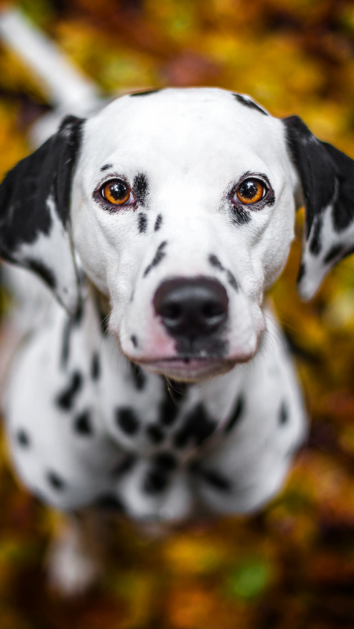 Dalmatian Wallpapers