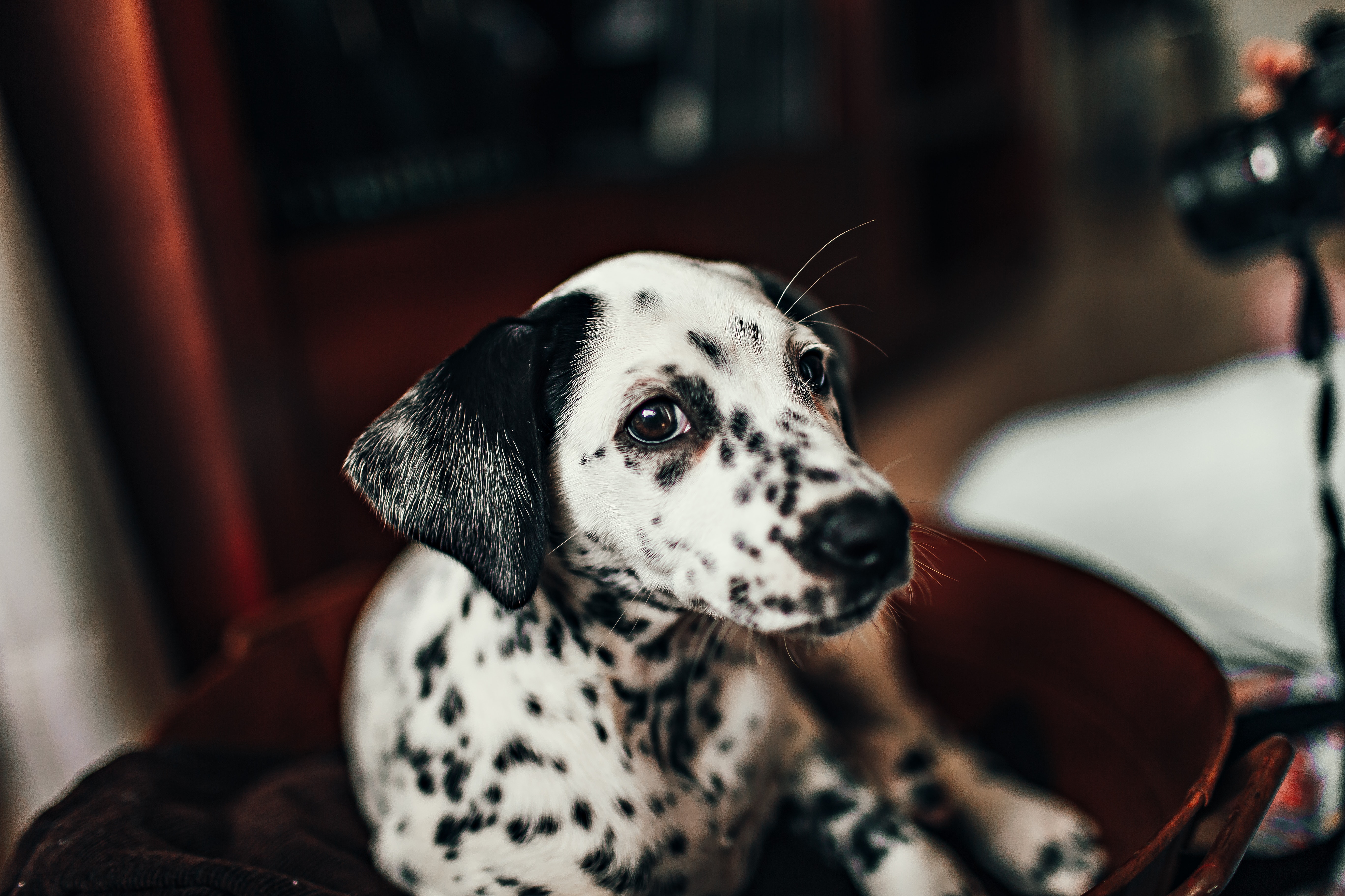 Dalmatian Wallpapers