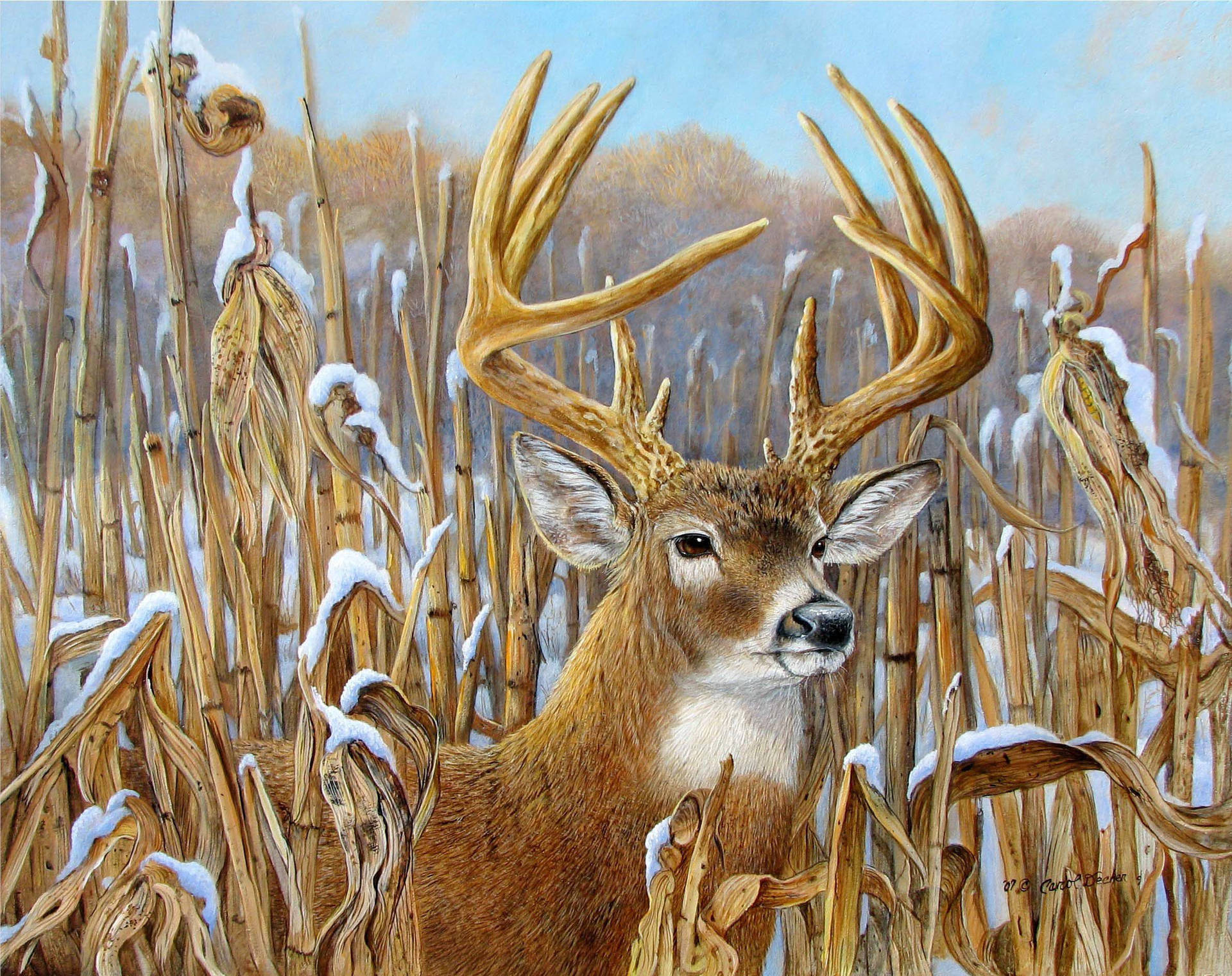 Deer Wallpapers