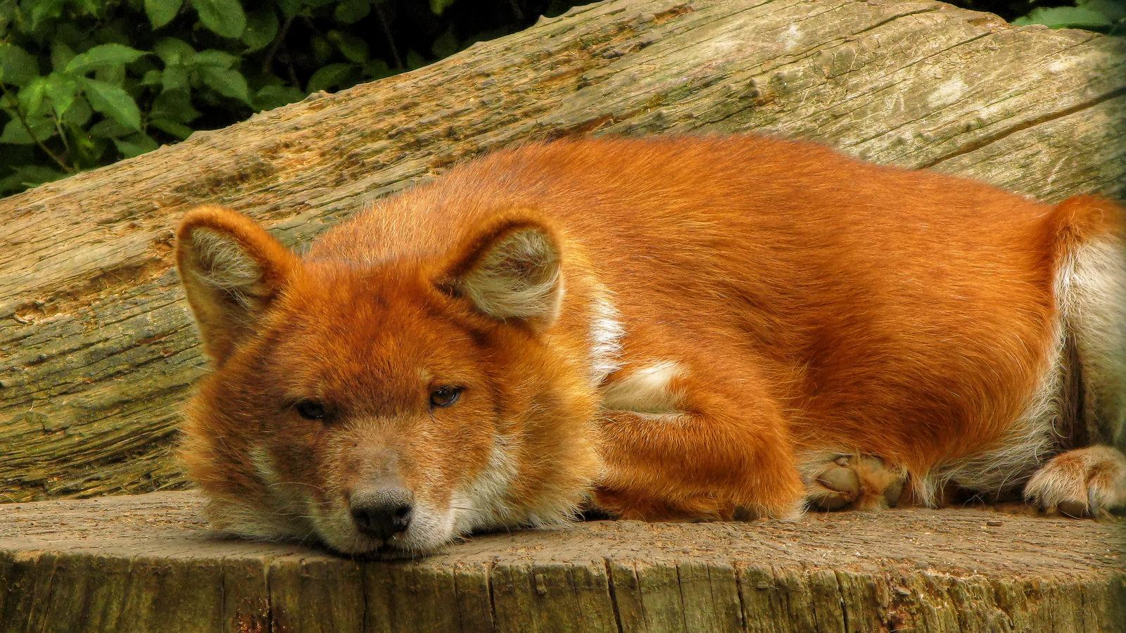 Dhole Wallpapers