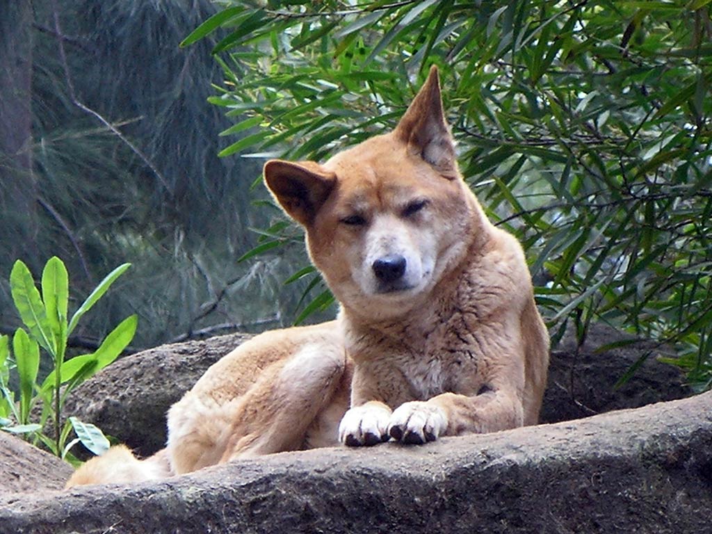 Dingo Wallpapers