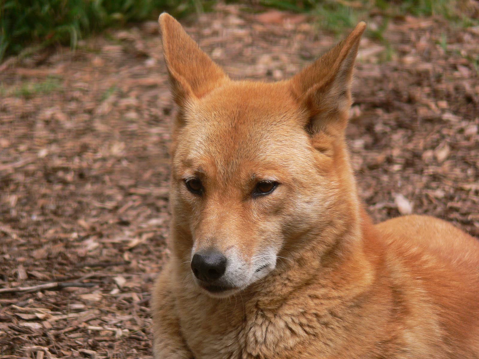 Dingo Wallpapers