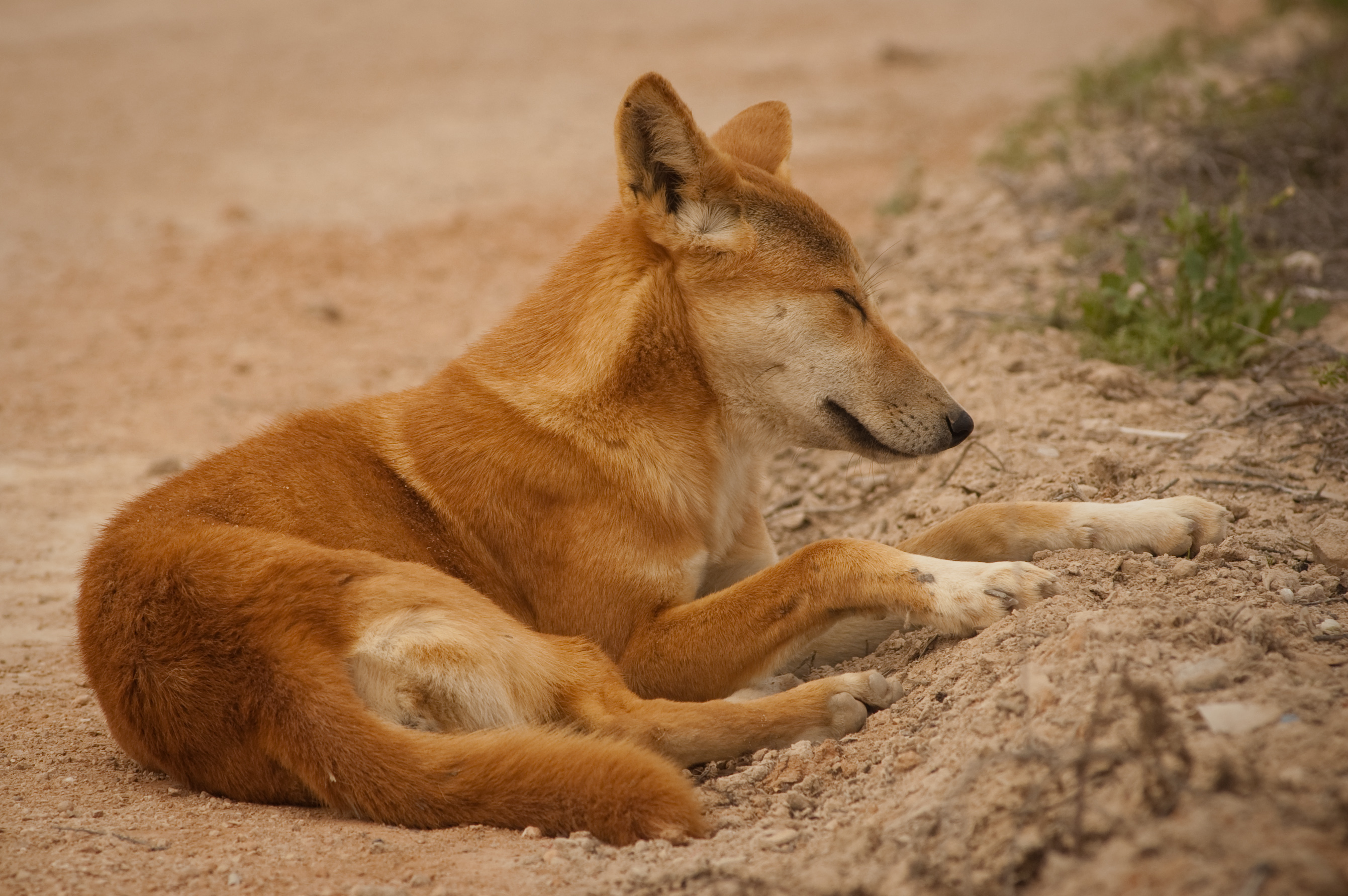 Dingo Wallpapers