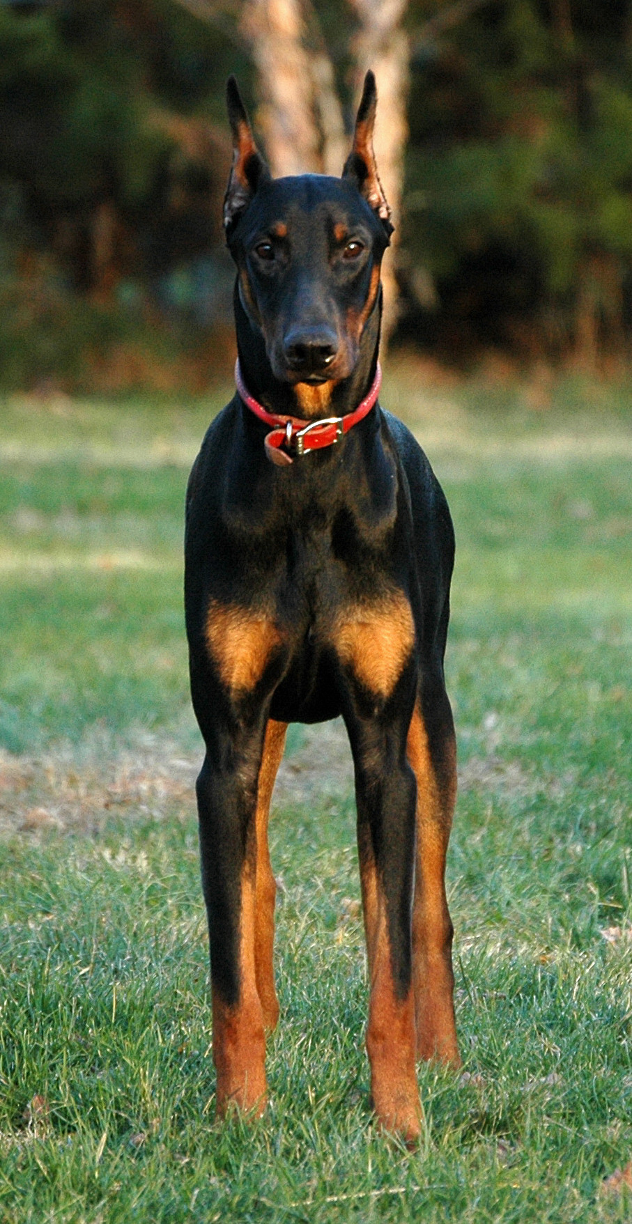 Doberman Pinscher Wallpapers