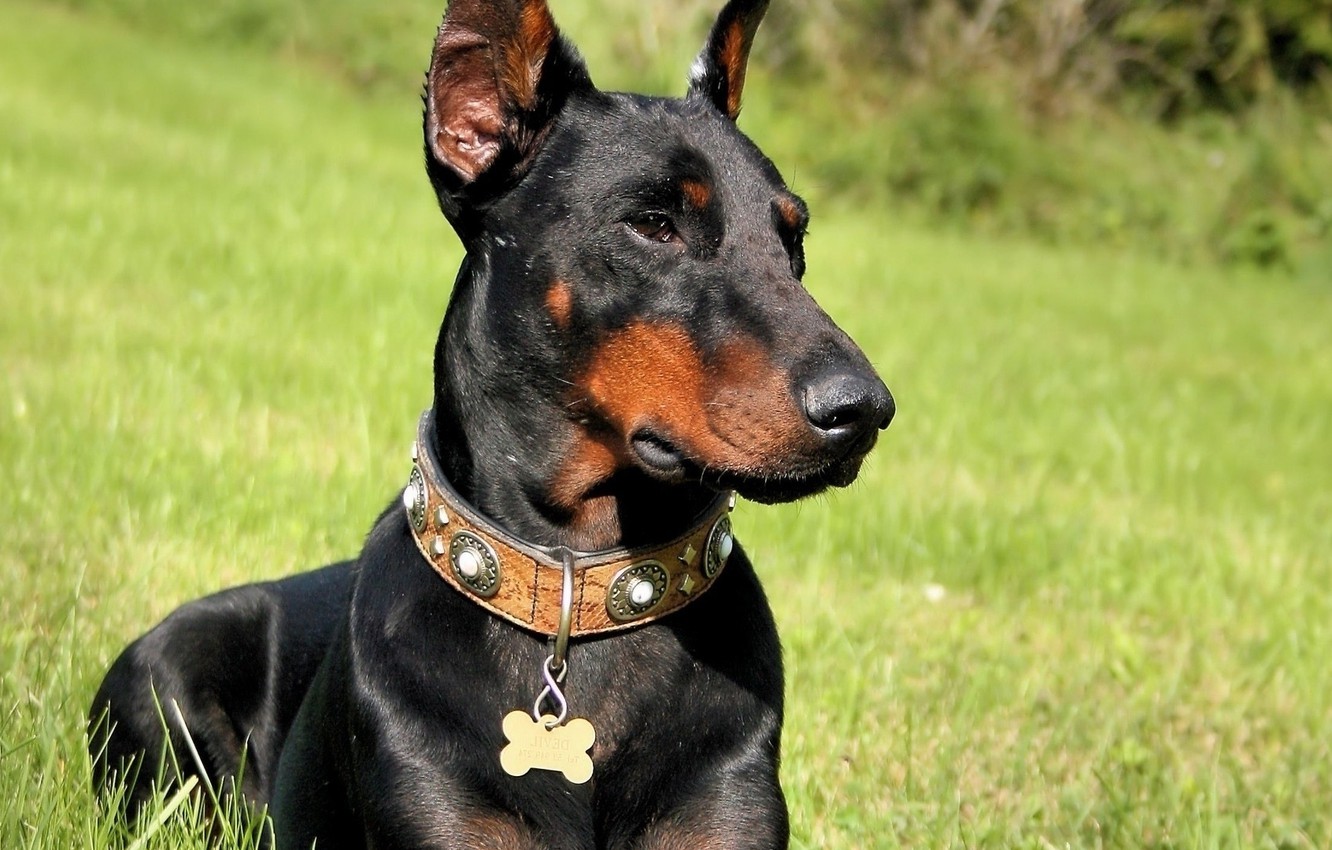 Doberman Pinscher Wallpapers