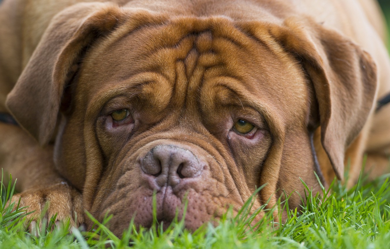 Dogue De Bordeaux Wallpapers