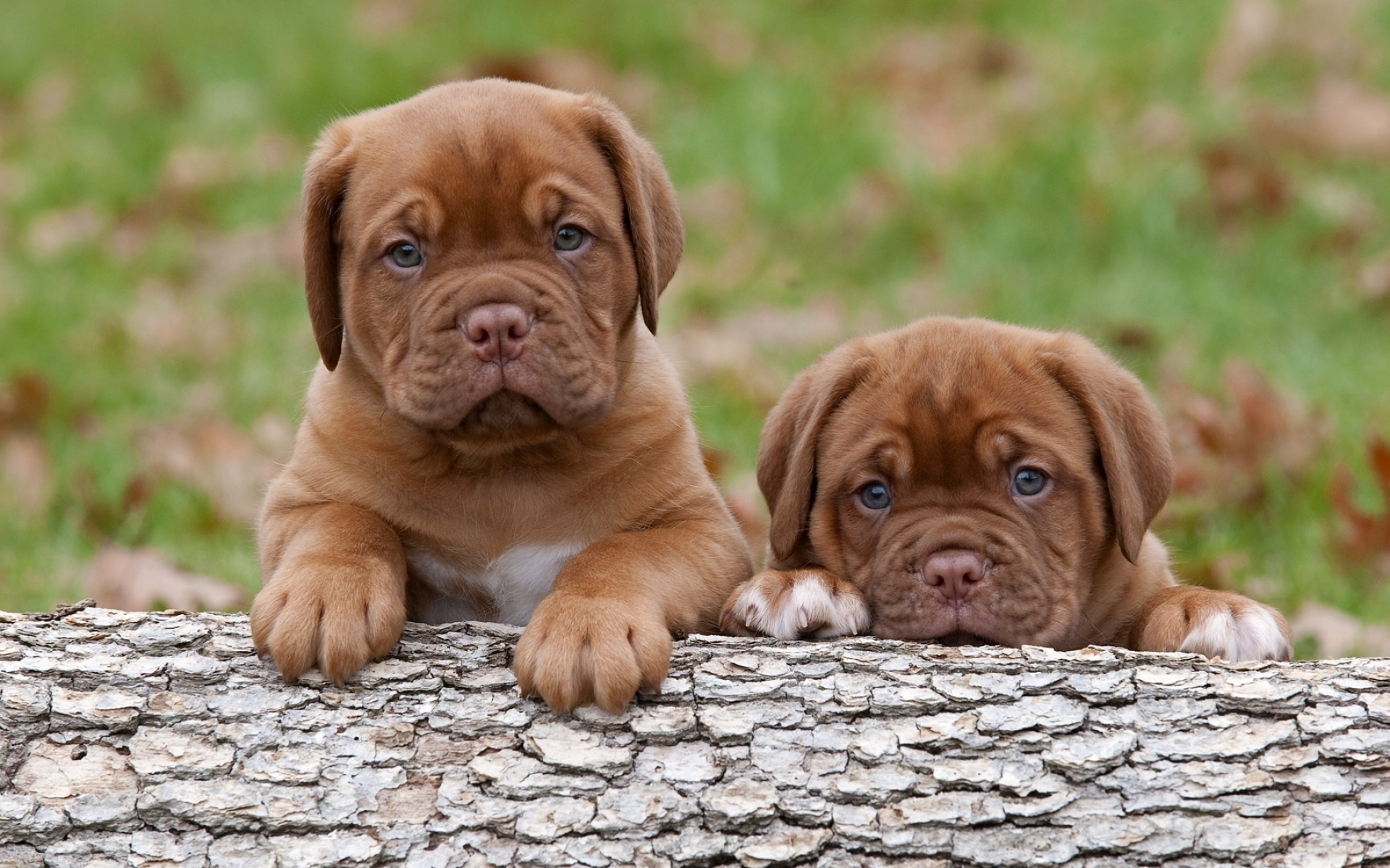 Dogue De Bordeaux Wallpapers