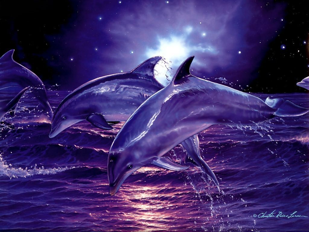 Dolphin Wallpapers