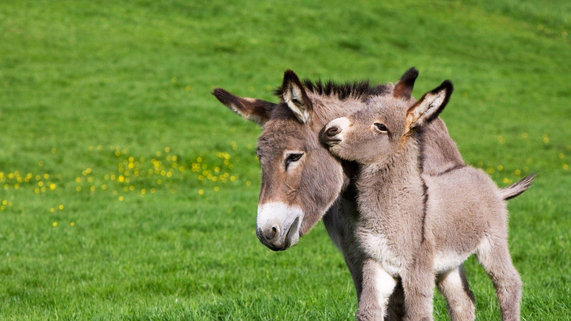 Donkey Wallpapers