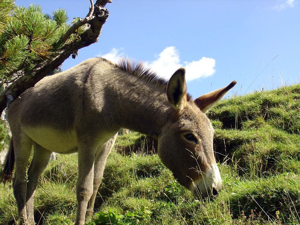 Donkey Wallpapers