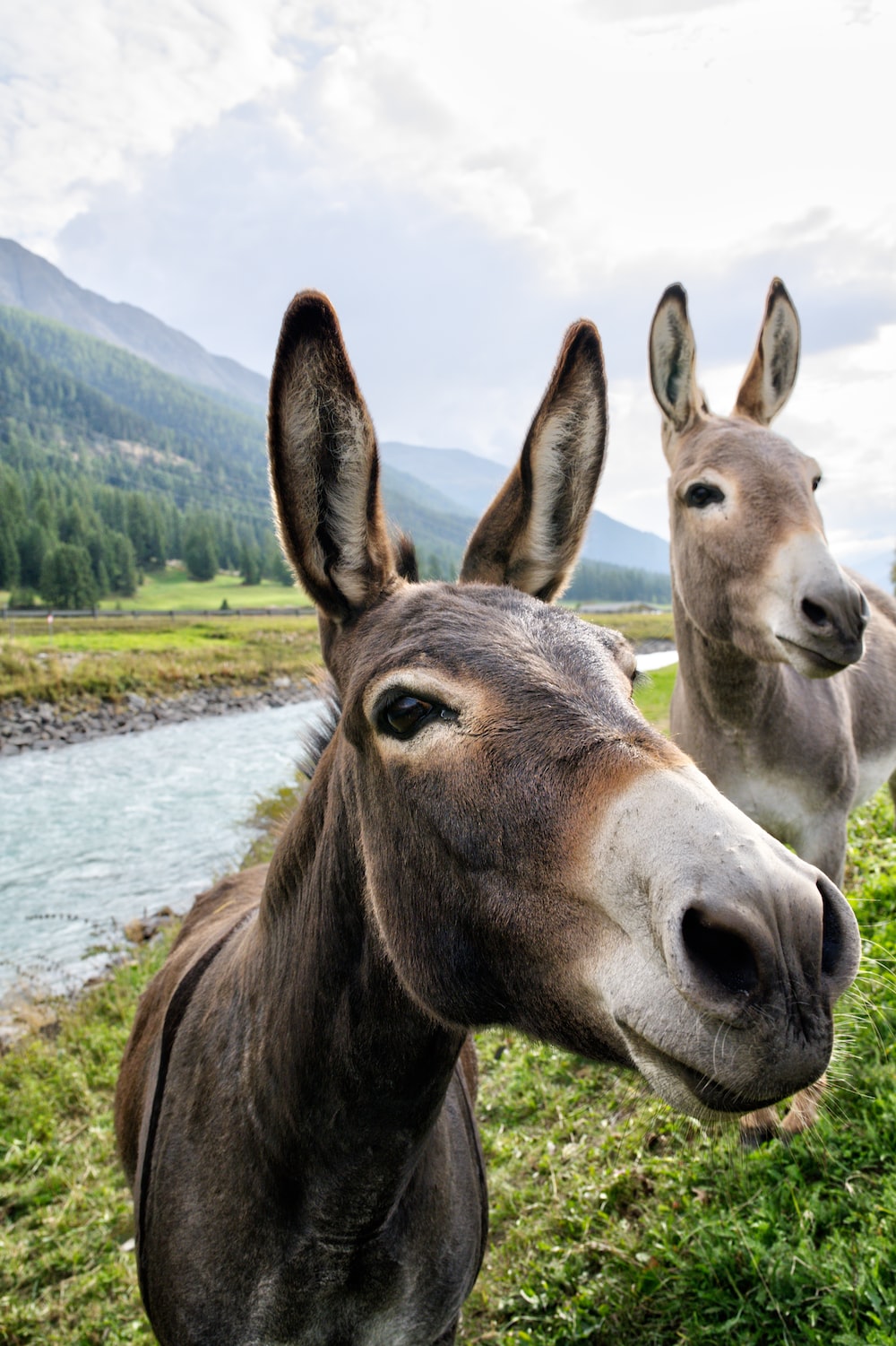 Donkey Wallpapers