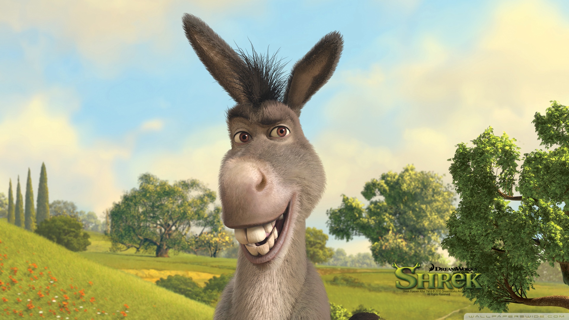 Donkey Wallpapers