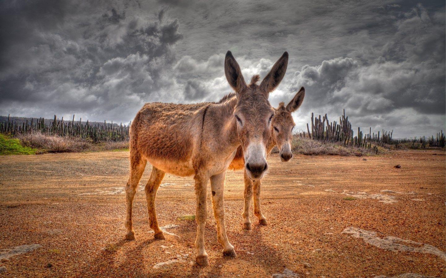 Donkey Wallpapers