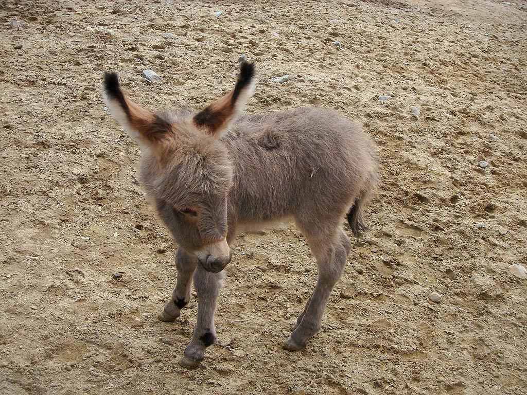 Donkey Wallpapers