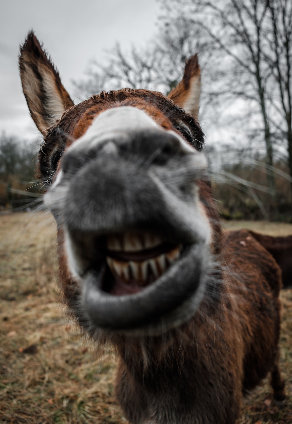 Donkey Wallpapers