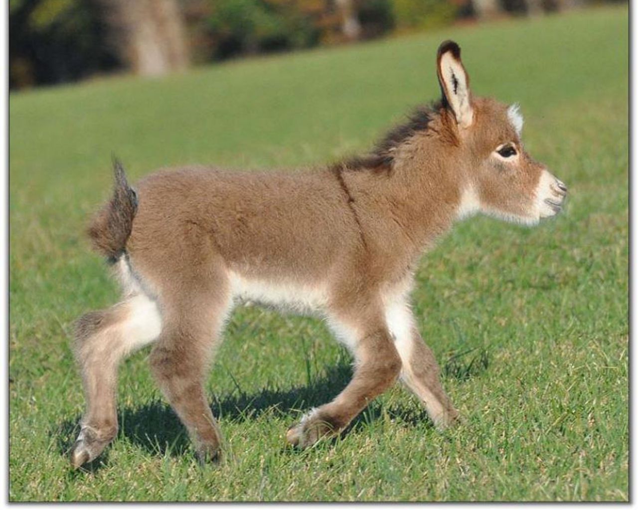 Donkey Wallpapers