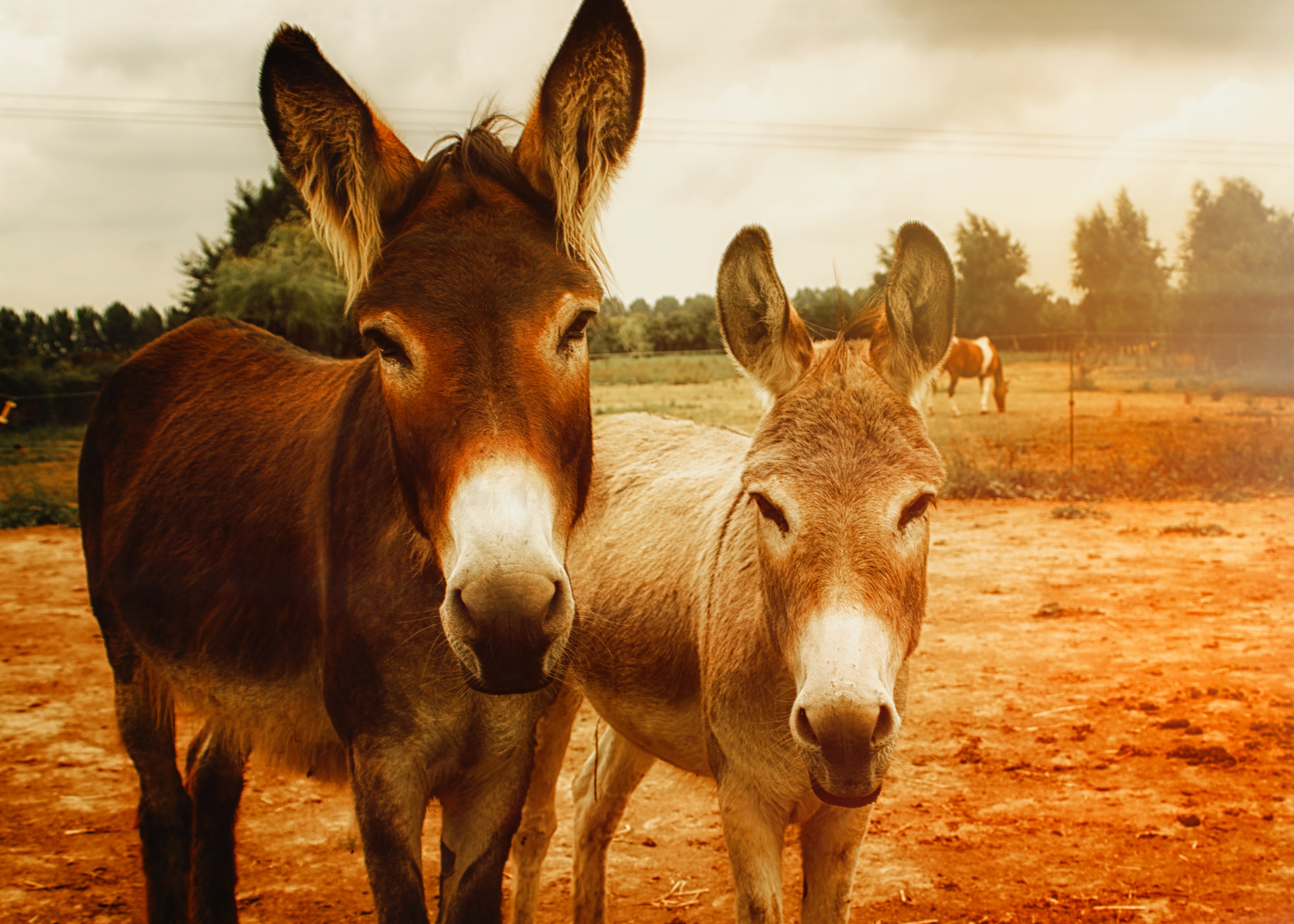 Donkey Wallpapers