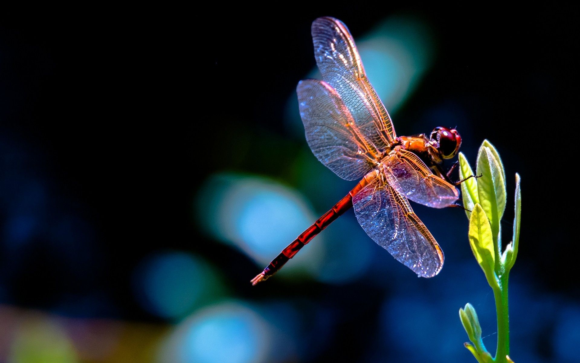 Dragonfly Wallpapers