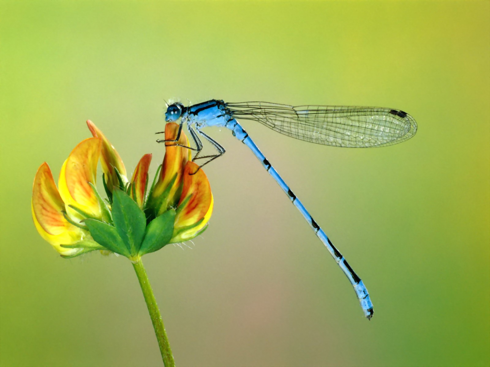 Dragonfly Wallpapers