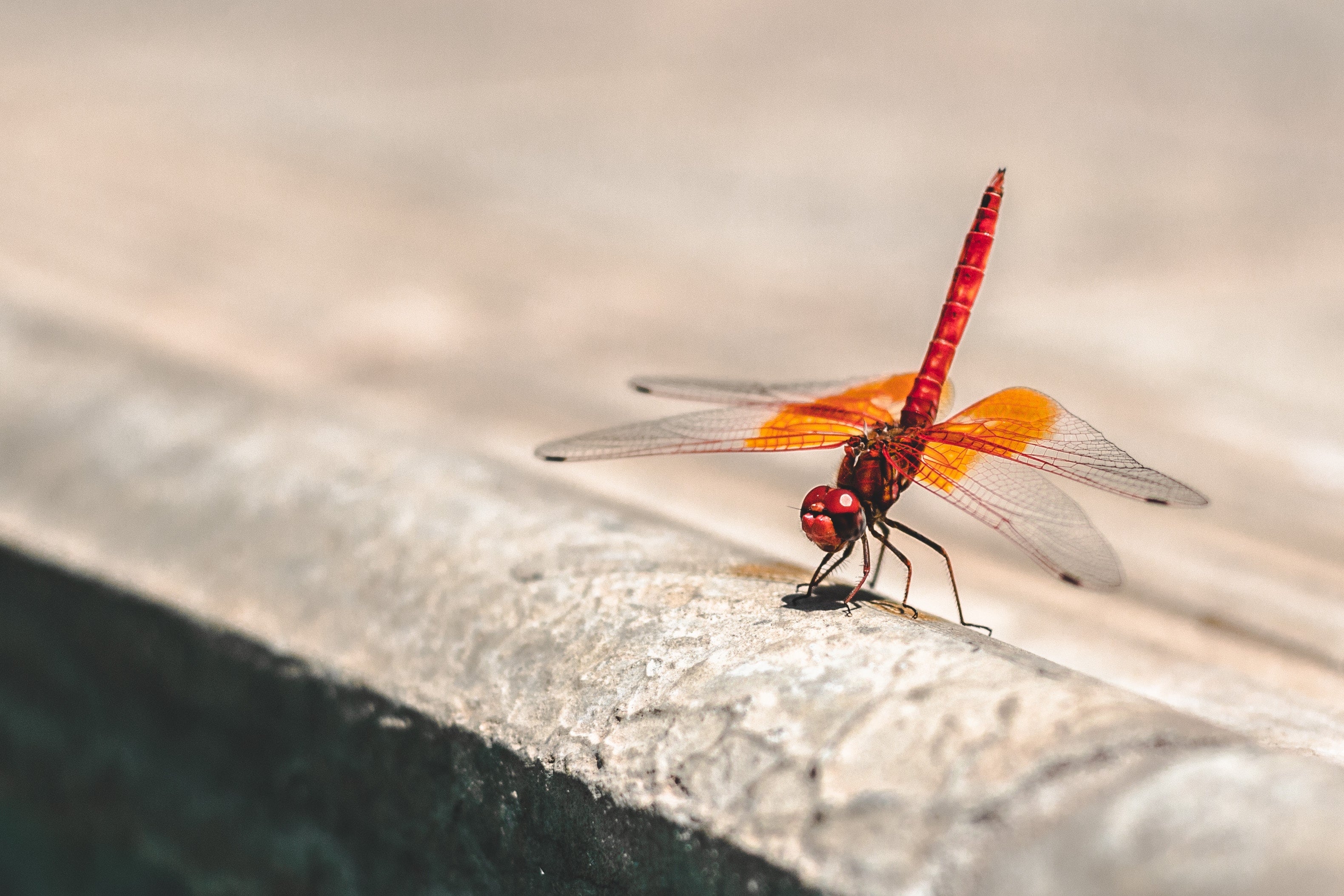 Dragonfly Wallpapers