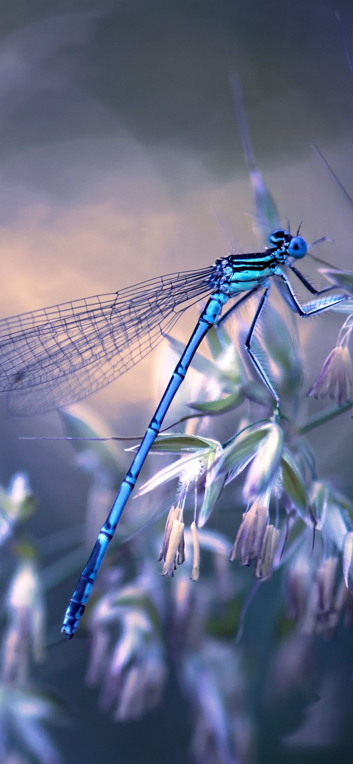 Dragonfly Wallpapers