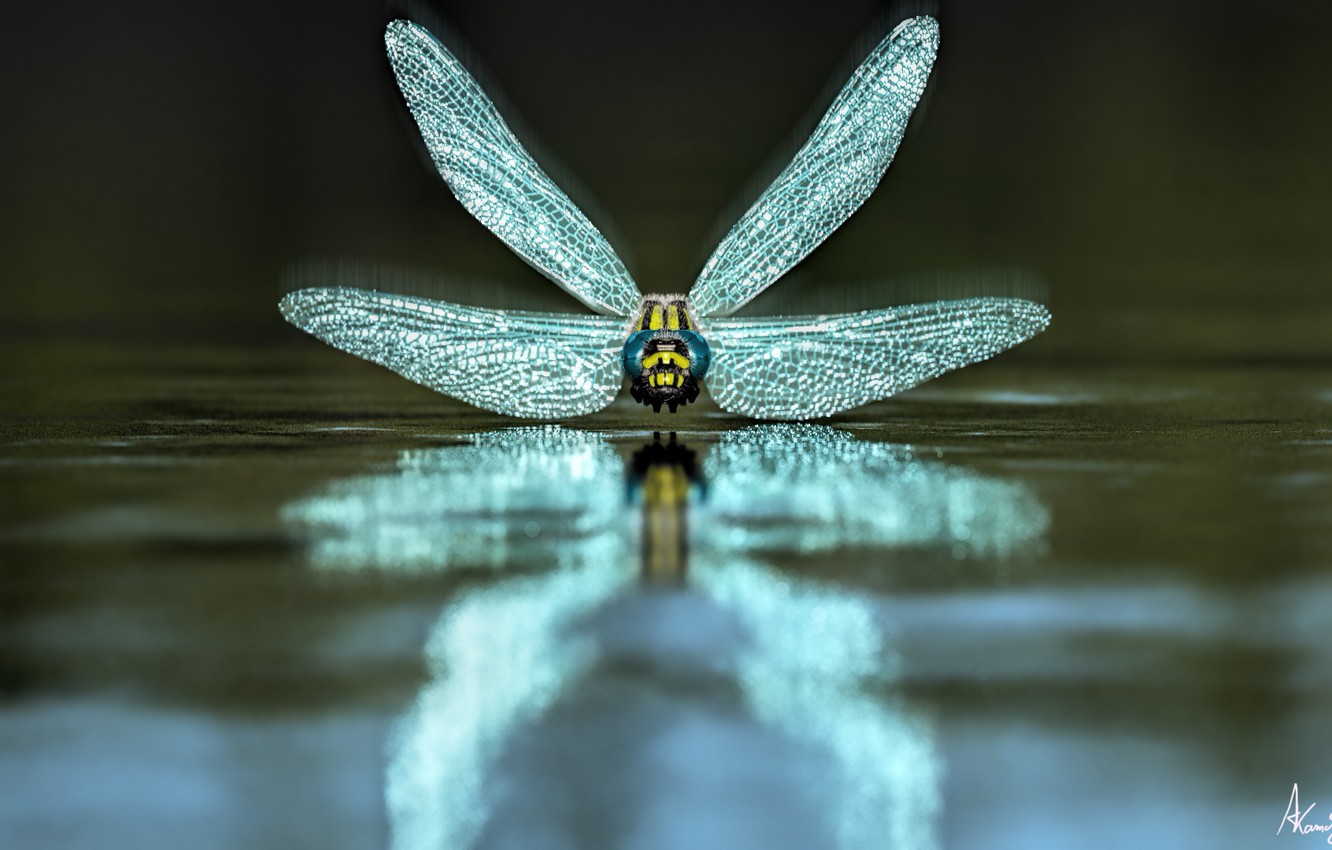 Dragonfly Wallpapers