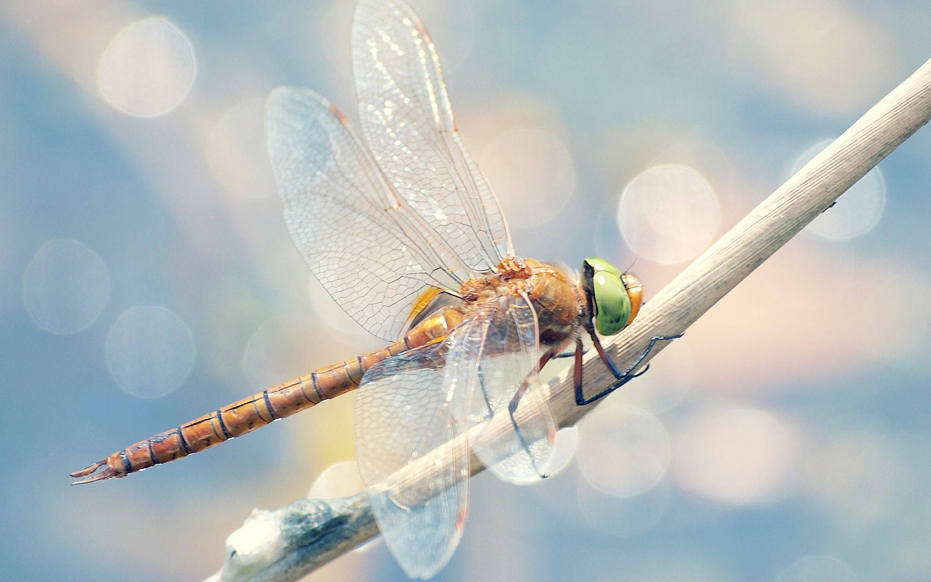 Dragonfly Wallpapers