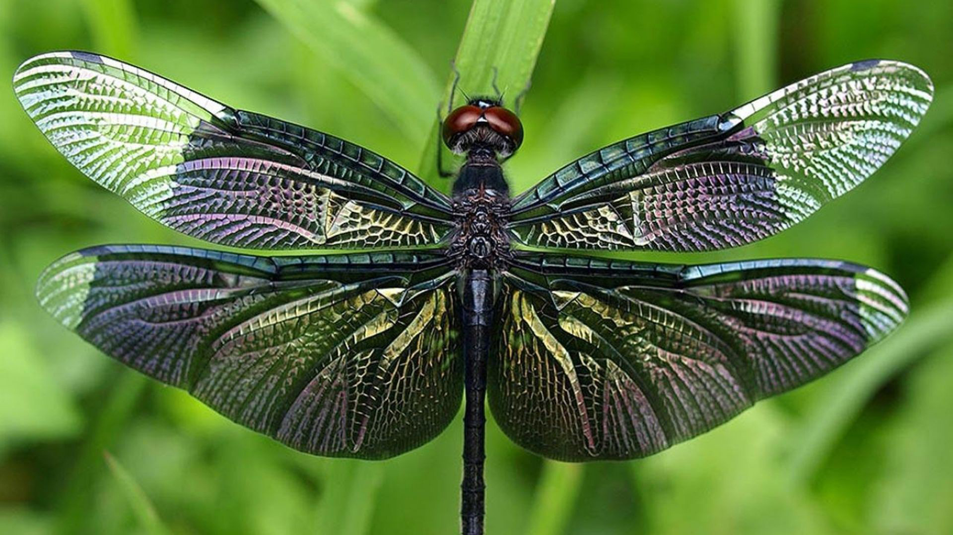 Dragonfly Wallpapers