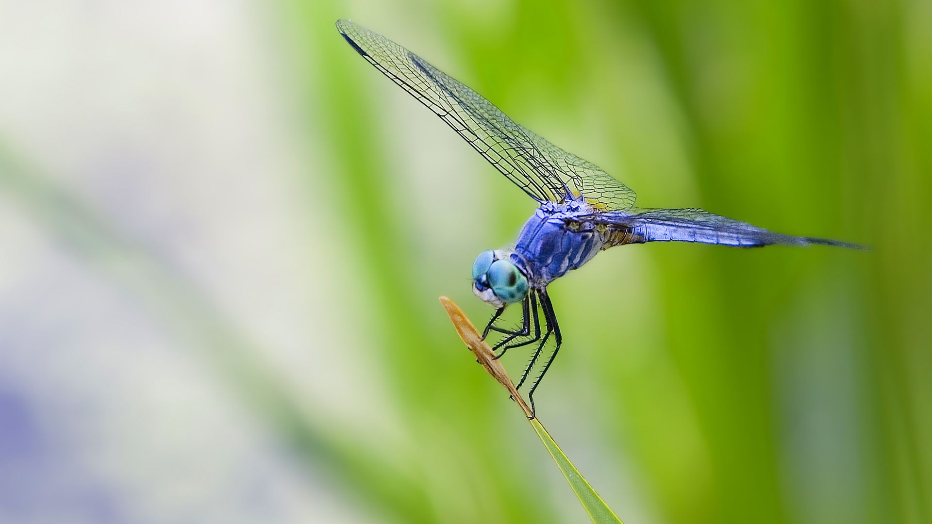 Dragonfly Wallpapers