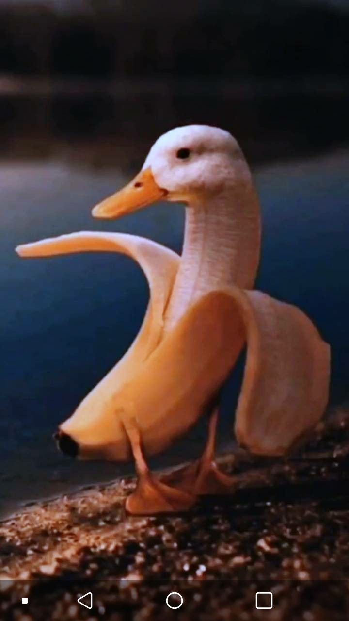 Duck Wallpapers