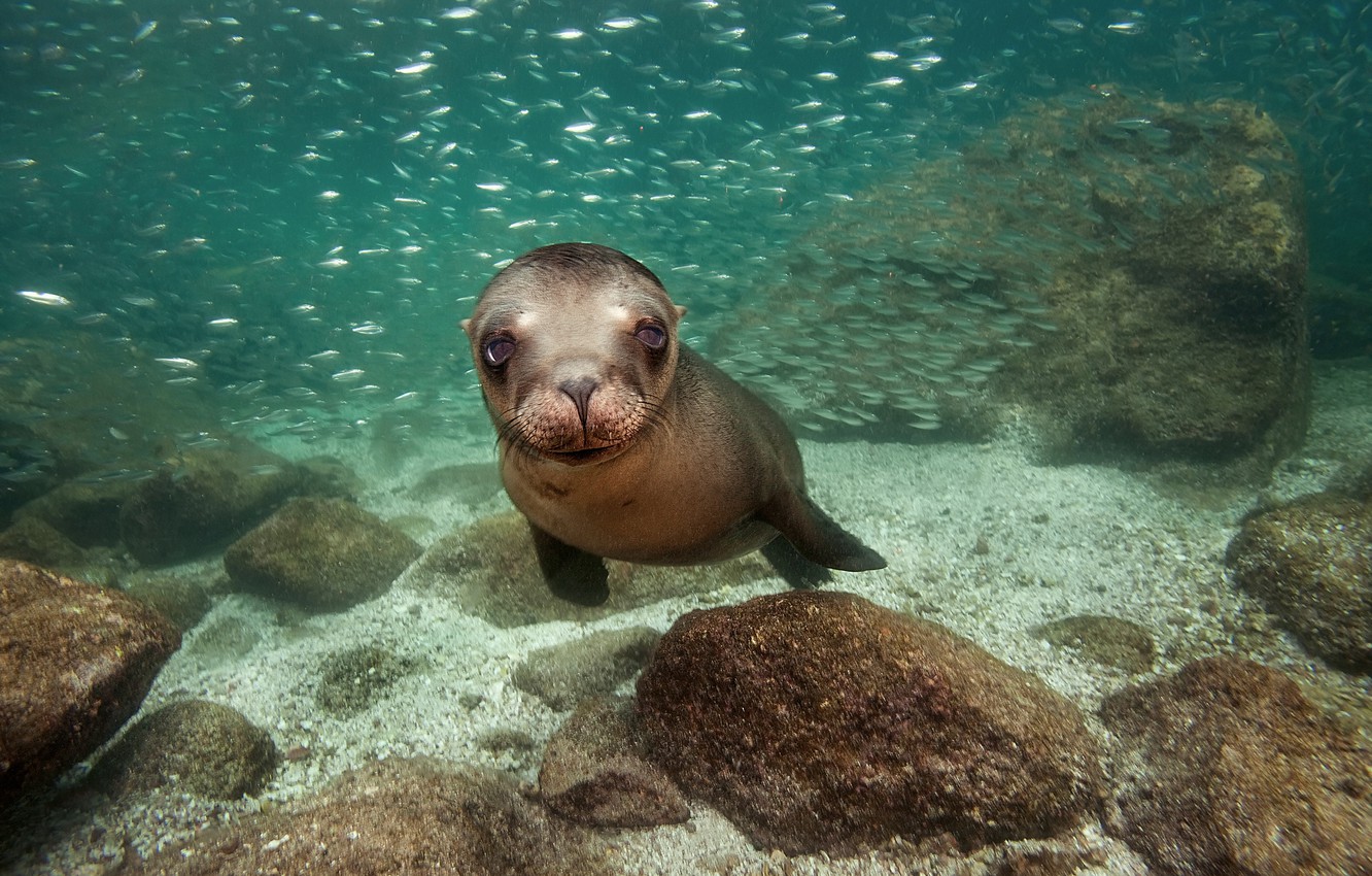 Eared Seals Wallpapers