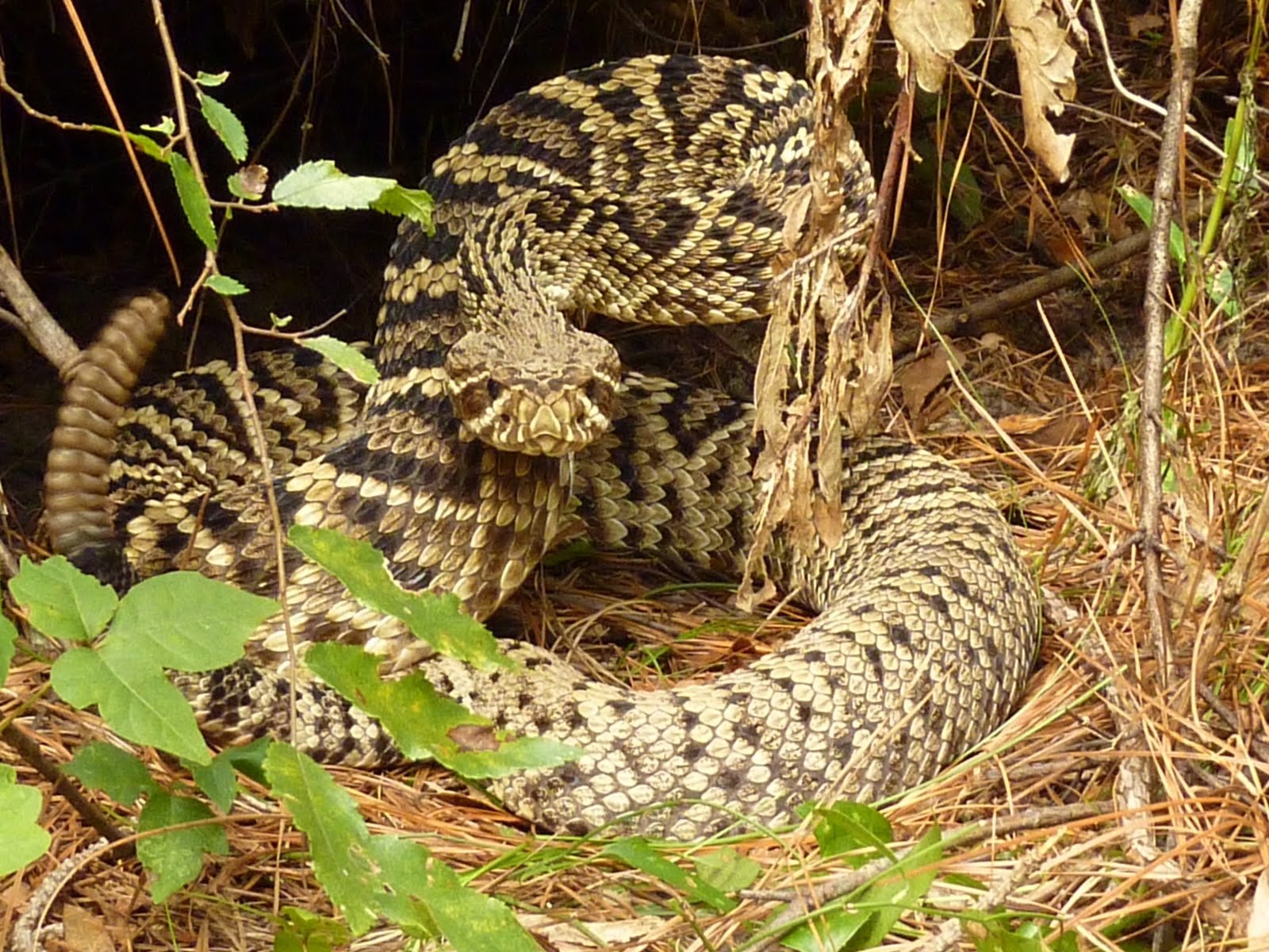 Eastern Diamondback Rattlesnake Wallpapers